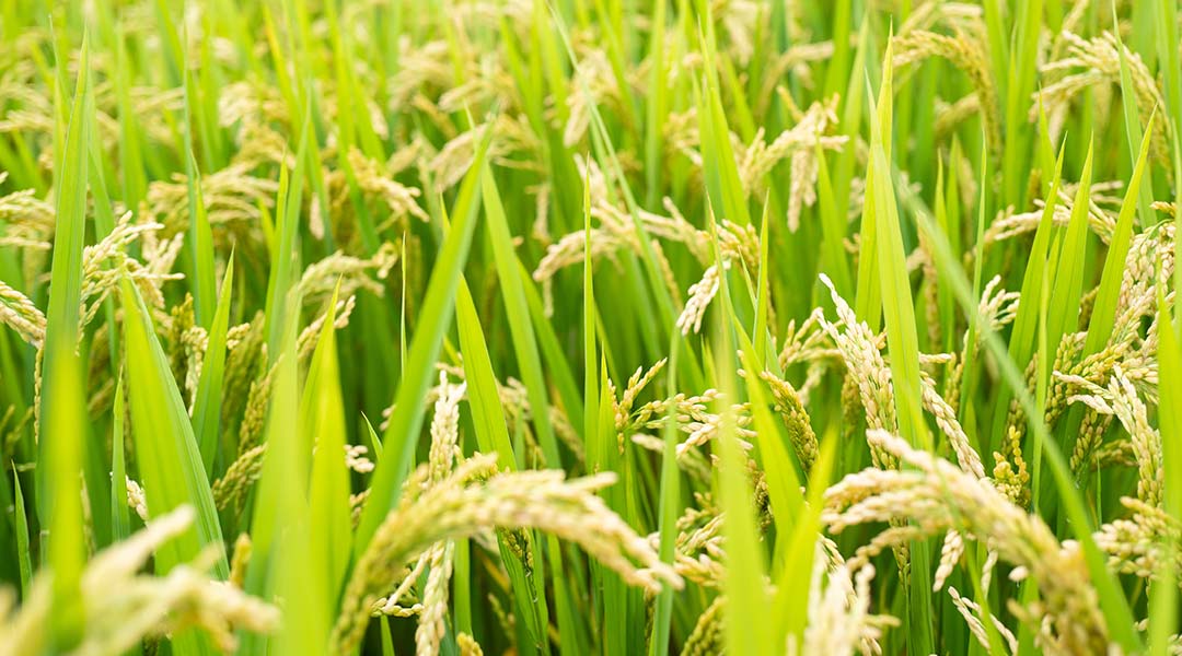 futuro del arroz en china