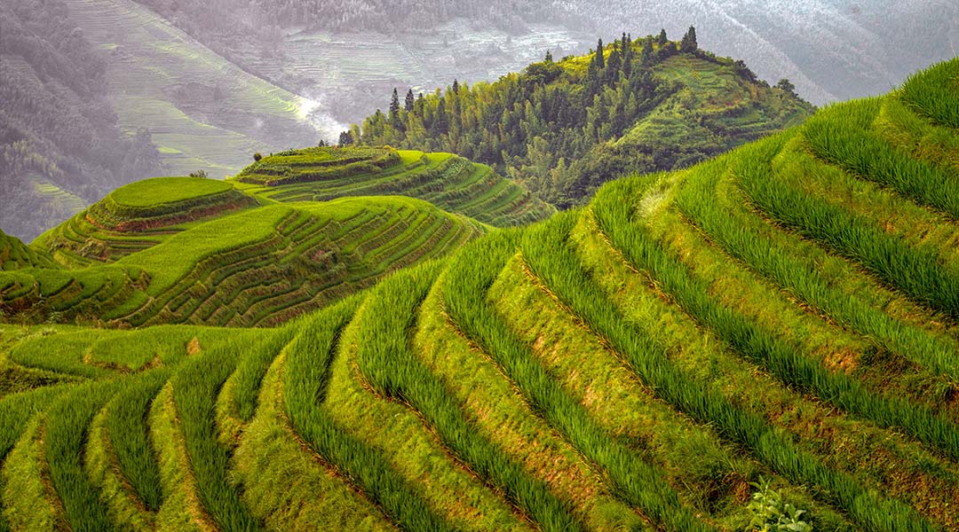 produccion del arroz en china