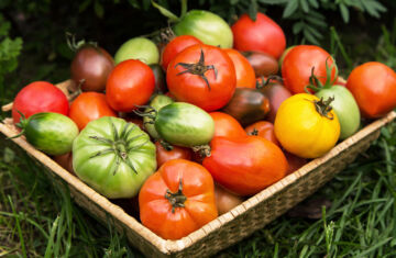 Tipos de tomates