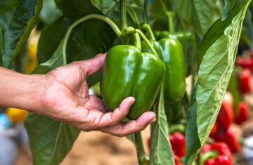 Propiedades pimiento verde