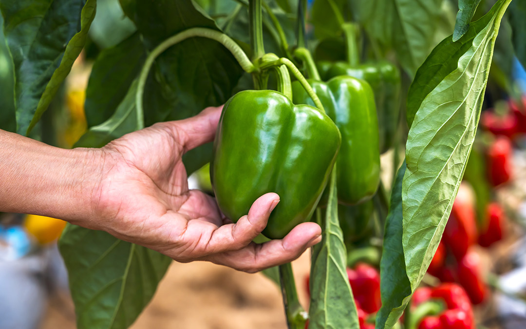 Propiedades del pimiento verde